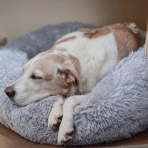 Lit apaisant chien chat bords surélevés